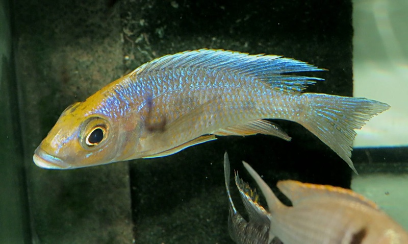 Otopharynx lithobates 'Three Peaks Reef'